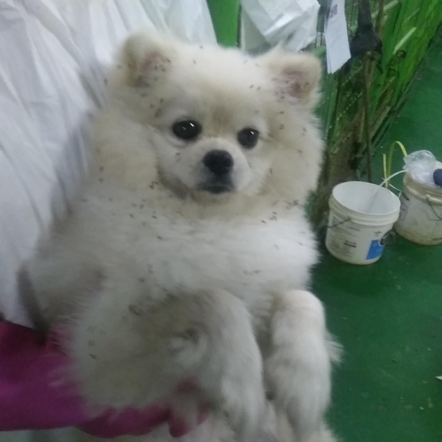 종료(반환) 포메라…